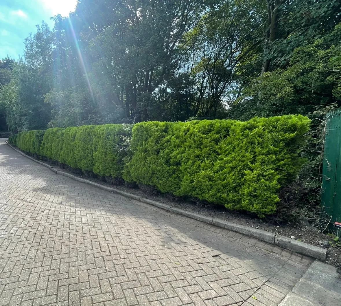 Hedge after cutting