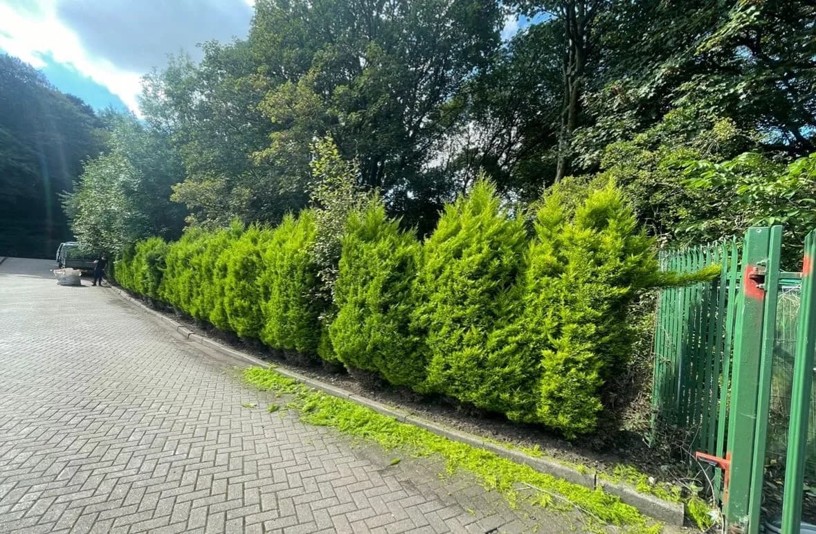 Hedge before cutting